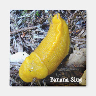 Banaan Slug Magnet Magneet