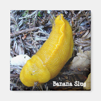 Banaan Slug Magnet Magneet