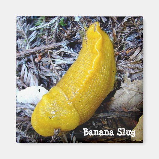 Banaan Slug Magnet Magneet (Voorkant)