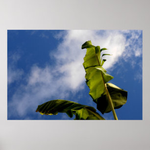 Banaanboombladeren Poster