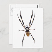 Banaanspin Briefkaart (Voorkant / Achterkant)