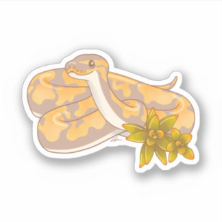Banana Ball Python et Sticker Succulent