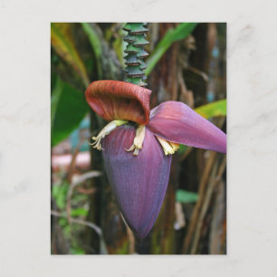 Banana Blossom Briefkaart