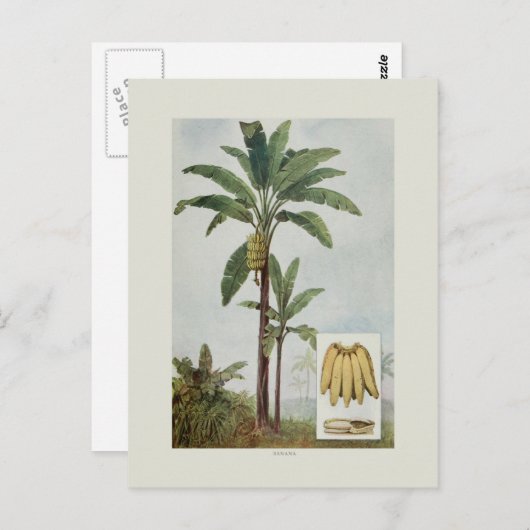 Banana Briefkaart (Voorkant / Achterkant)