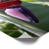 Banana Bunch en Flower Stalk Poster (Hoek)