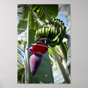 Banana Bunch en Flower Stalk Poster