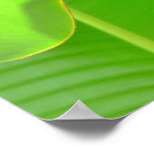 Banana Folds Poster (Hoek)