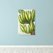 Banana, gegraveerd door Johann Jakob Haid (1704-67 Canvas Afdruk (Insitu (Houten vloer))