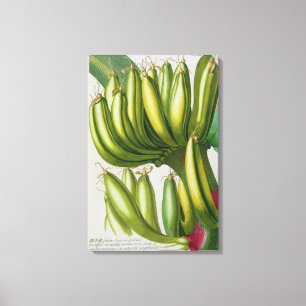 Banana, gegraveerd door Johann Jakob Haid (1704-67 Canvas Afdruk
