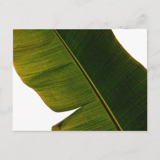 Banana Leaf Briefkaart