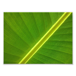 Banana Leaf Macro Foto Afdruk