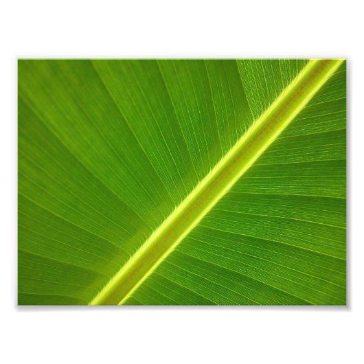 Banana Leaf Macro Foto Afdruk (Voorkant)