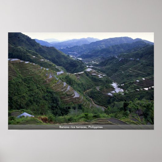 Banana rice terraces, Filipijnen Poster (Voorkant)