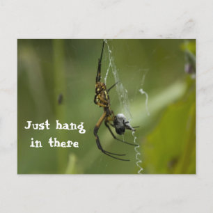 Banana Spider Web gewoon daar hangen Briefkaart