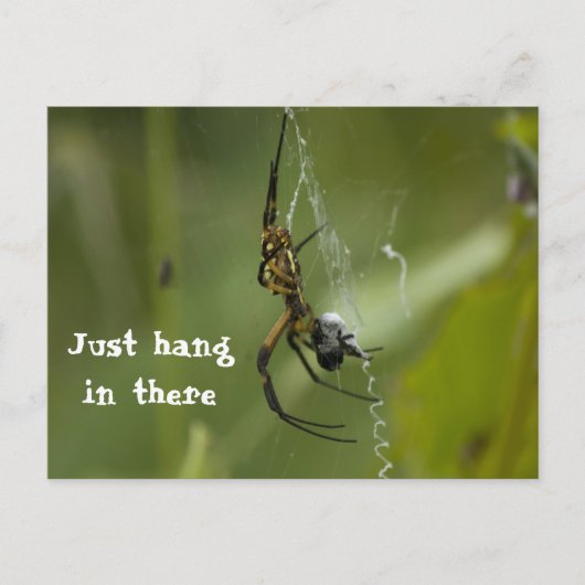 Banana Spider Web gewoon daar hangen Briefkaart (Voorkant)