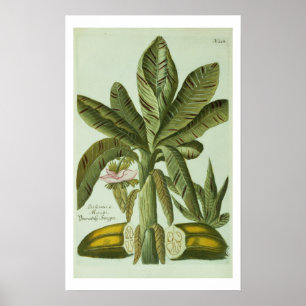 Banana, van J. Weinmann Phytanthoza Iconographi Poster