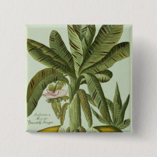 Banana, van J. Weinmann Phytanthoza Iconographi Vierkante Button 5,1 Cm (Voorkant)