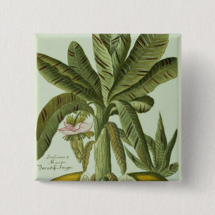 Banana, van J. Weinmann Phytanthoza Iconographi Vierkante Button 5,1 Cm