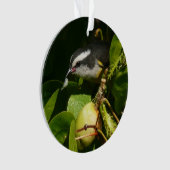 Bananaquit Bird Mange Photographie tropicale (devant)