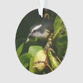 Bananaquit Bird Mange Photographie tropicale (devant)