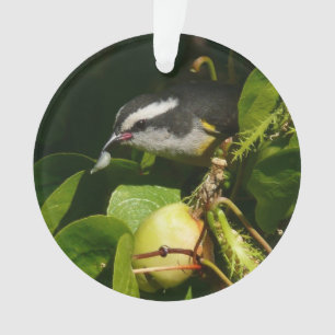 Bananaquit Bird Mange Photographie tropicale