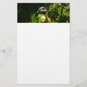 Bananaquit-vogel die tropische fotografie eet briefpapier