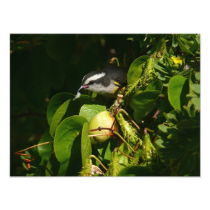 Bananaquit-vogel die tropische fotografie eet foto afdruk