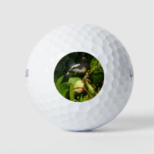 Bananaquit-vogel die tropische fotografie eet golfballen