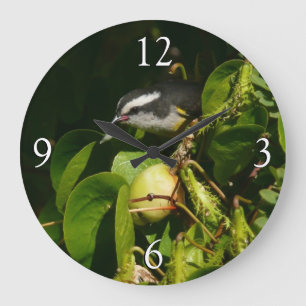 Bananaquit-vogel die tropische fotografie eet grote klok