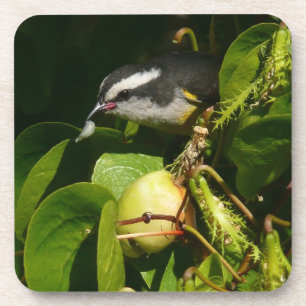 Bananaquit-vogel die tropische fotografie eet onderzetter