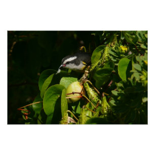 Bananaquit-vogel die tropische fotografie eet perfect poster
