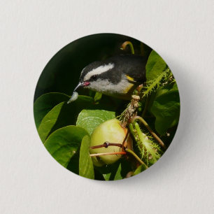 Bananaquit-vogel die tropische fotografie eet ronde button 5,7 cm