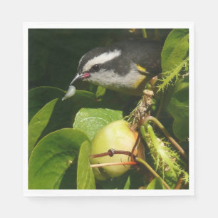 Bananaquit-vogel die tropische fotografie eet servetten