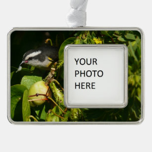 Bananaquit-vogel die tropische fotografie eet verzilverd kader ornament