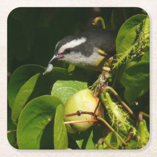 Bananaquit-vogel die tropische fotografie eet vierkante kartonnen onderzetter