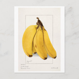 Bananas (Musa) (1904) van Ellen Isham Schutt Briefkaart