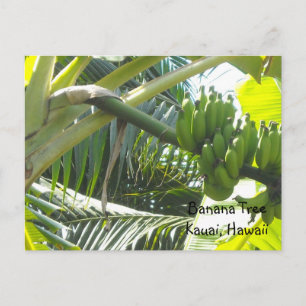 Bananenboom Briefkaart