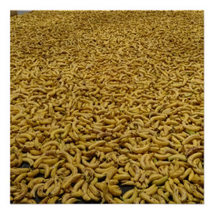 Bananenrepubliek 20" x 20", Poster papier, halfgla Perfect Poster