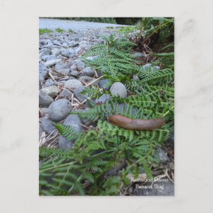 bananenslug uit het sequoiawoud briefkaart