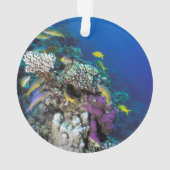 Banc de rougets autour d'un petit corail (dos)