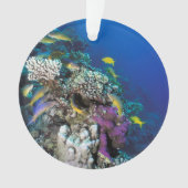 Banc de rougets autour d'un petit corail (devant)