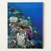 Banc de rougets autour d'un petit corail (Dos)