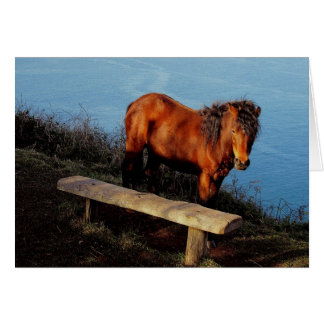 Banc proche .2. de Devon de côte de poney du sud