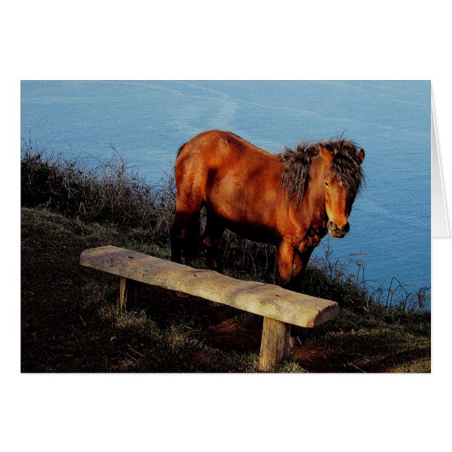 Banc proche .2. de Devon de côte de poney du sud (Devant horizontal)