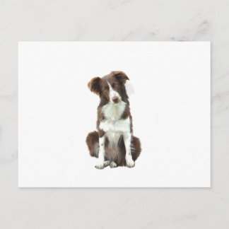 Band Collie (B) - bruin en wit Briefkaart