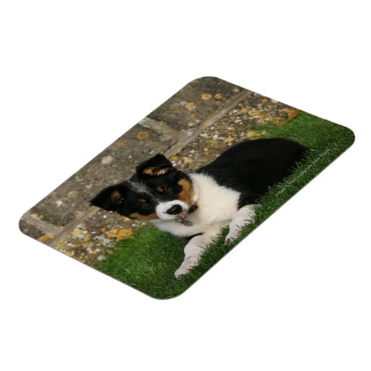 Band Collie Puppy met Leaf in Mouth Magneet (Linkerzijde)