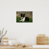Band Collie Puppy met Leaf in Mouth Poster (Keuken)