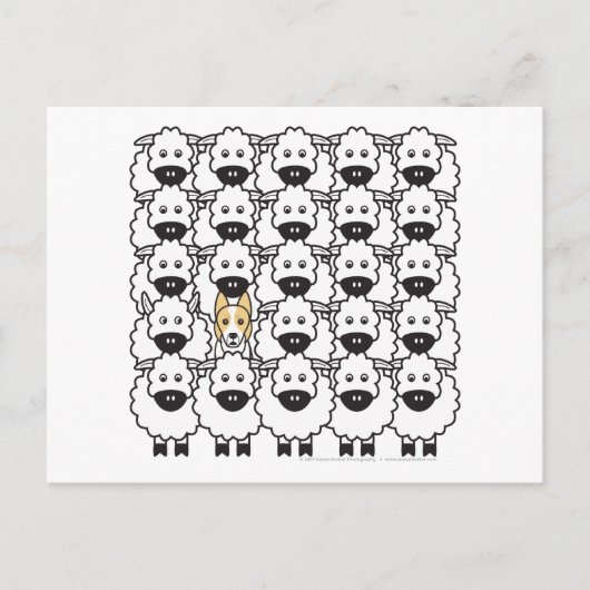 Band in de schapen briefkaart (Voorkant)