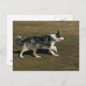 Band loopt 1 briefkaart (Voorkant / Achterkant)