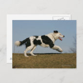 Band loopt 2 briefkaart (Voorkant / Achterkant)